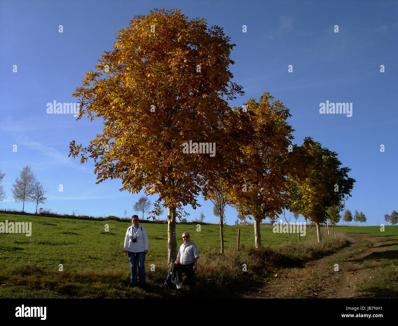 Ein sonniger Tag im goldenen Herbst, Feldweg mit bunten Ahorn, Wälder und Felder una giornata di sole in autunno dorato; strada sterrata con colorati acero; foreste e campi Foto Stock