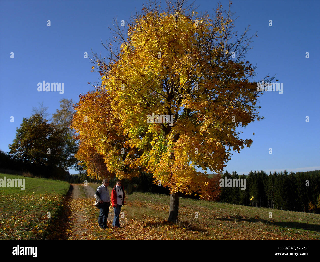 Una giornata di sole in autunno; la strada sterrata con colorati acero; foreste e campi Foto Stock