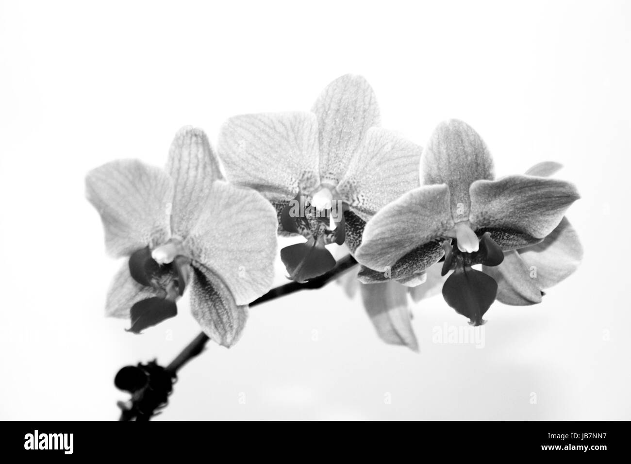Orchid in bianco e nero Foto Stock