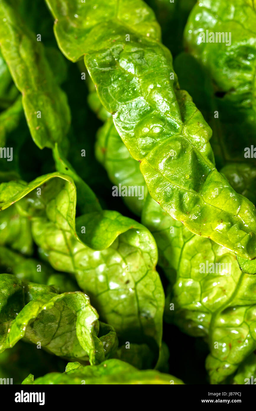 Green fresca insalata di greggio Foto Stock