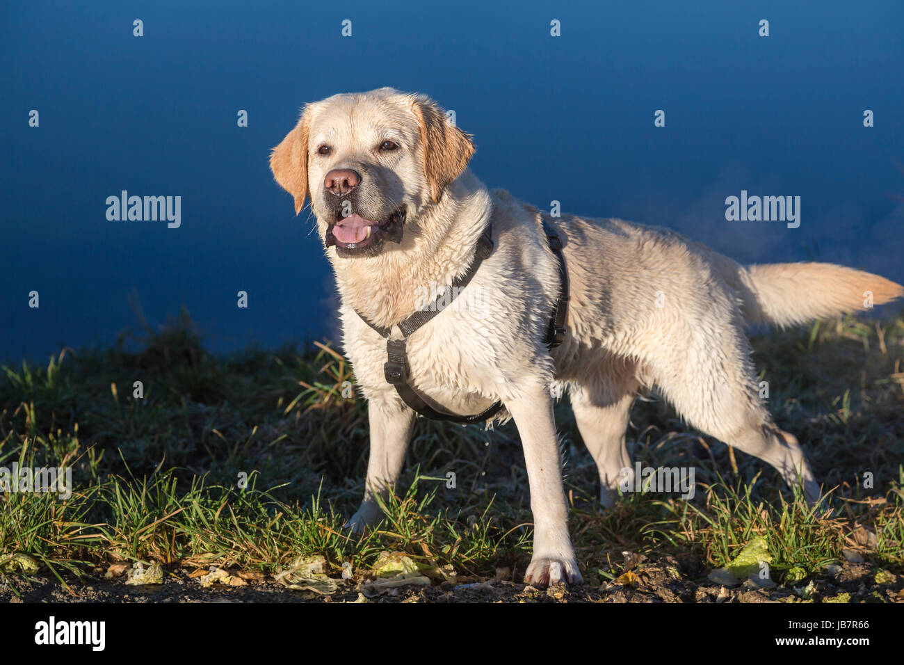 Il Labrador steht erwartungsvoll und angespannt da Foto Stock