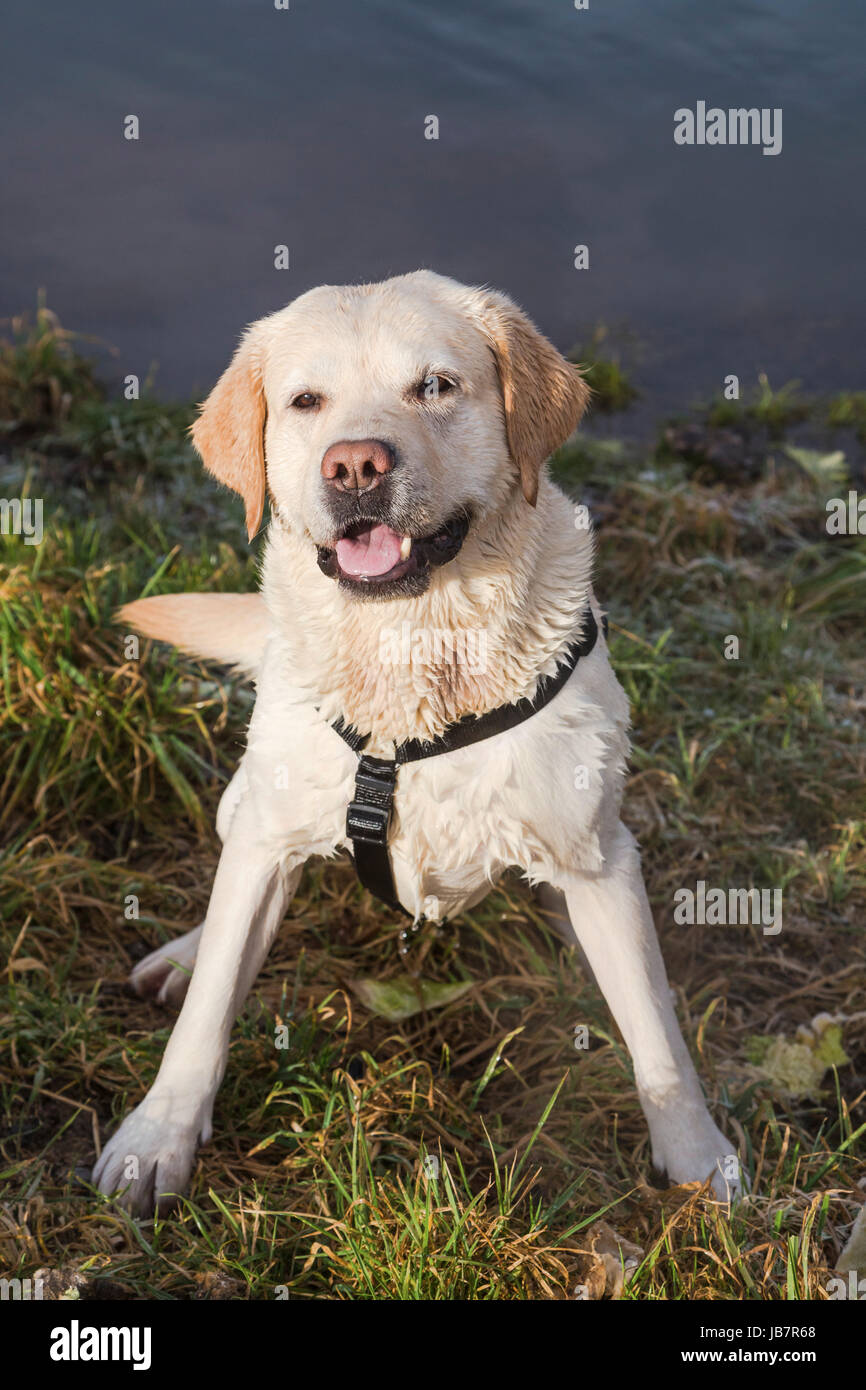 Weisser Labrador sitzend Foto Stock