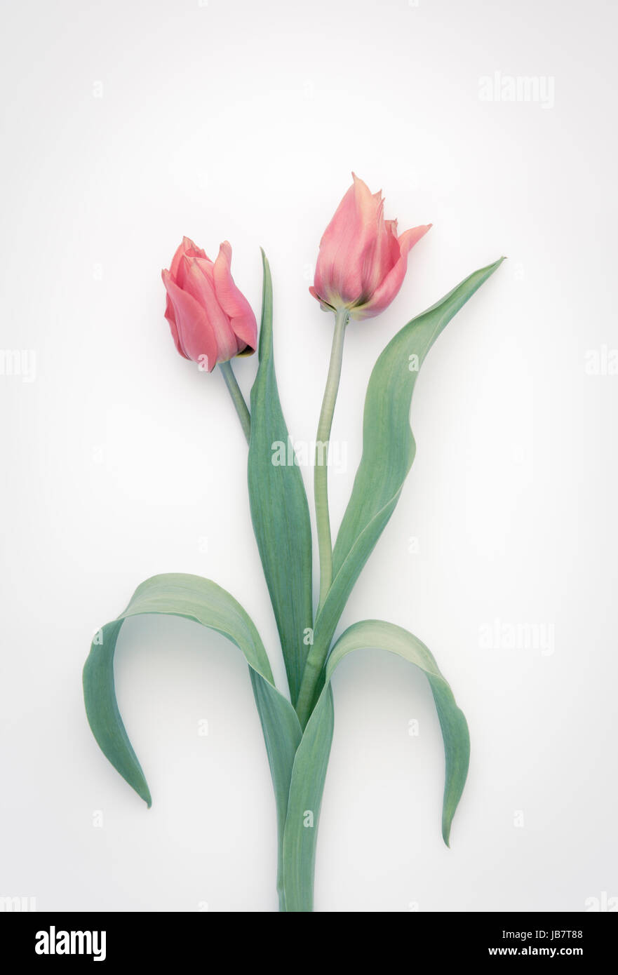 Due tulipani rosa Foto Stock