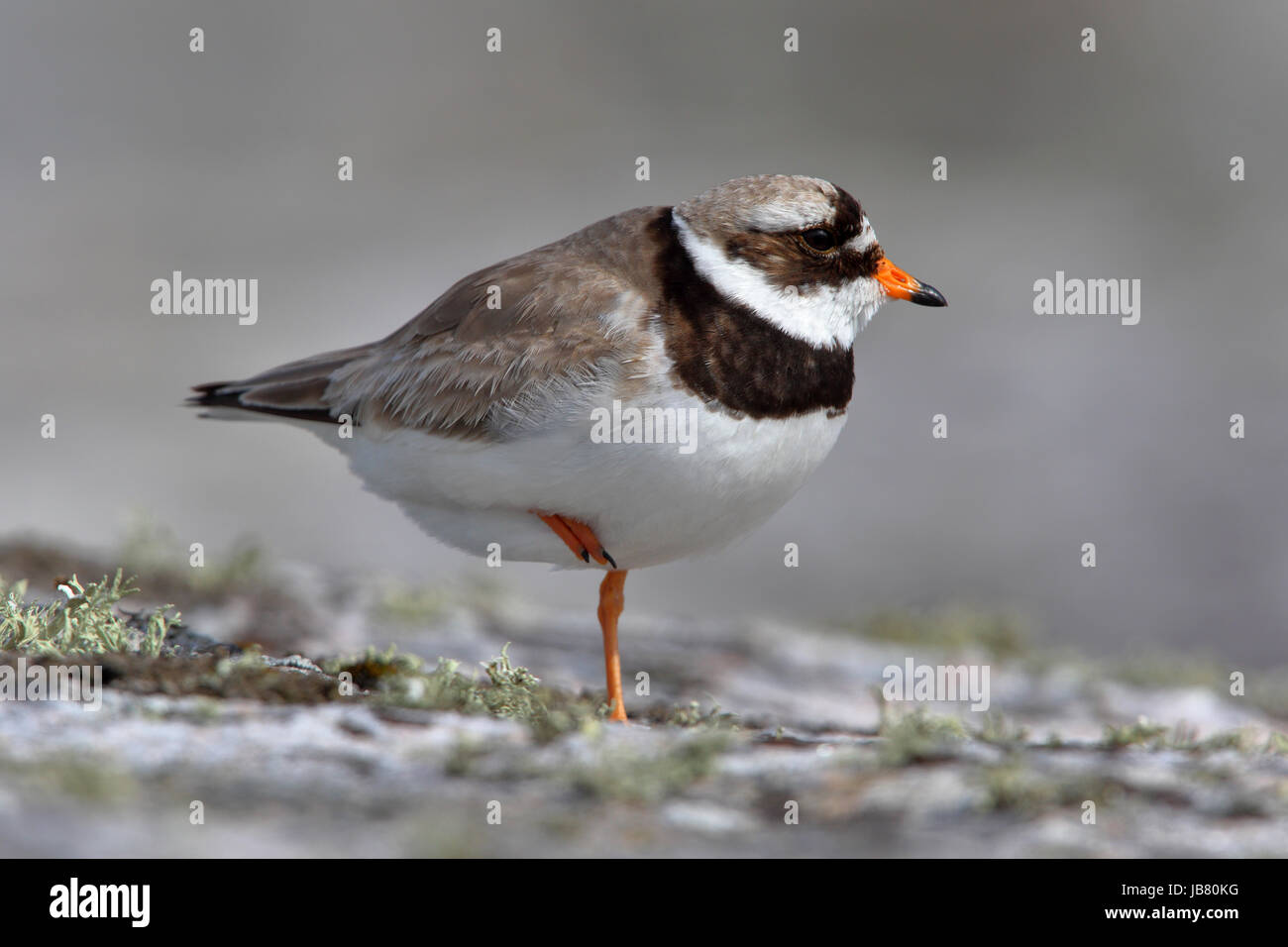 Di inanellare Plover Charadrius hiaticula femmina allevamento lontano dal nido zona mentre il maschio assume oltre l'incubazione Foto Stock