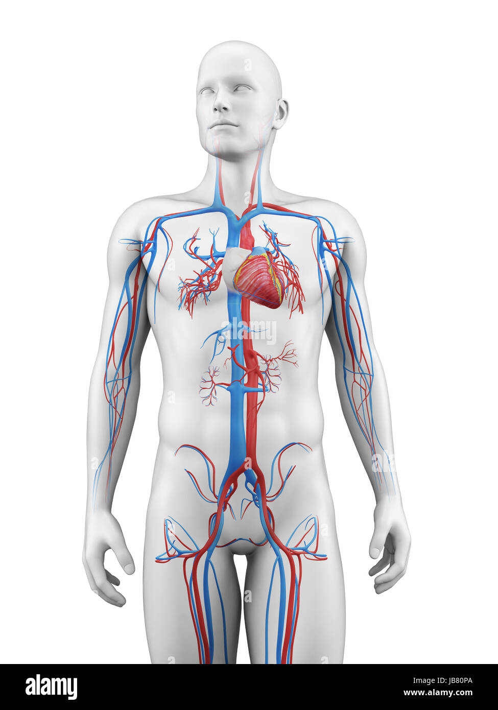 Illustrazione medica del sistema vascolare Foto Stock