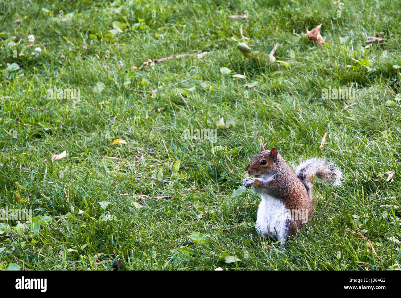 Davvero carino scoiattolo a Central Park di New York, Stati Uniti Foto Stock