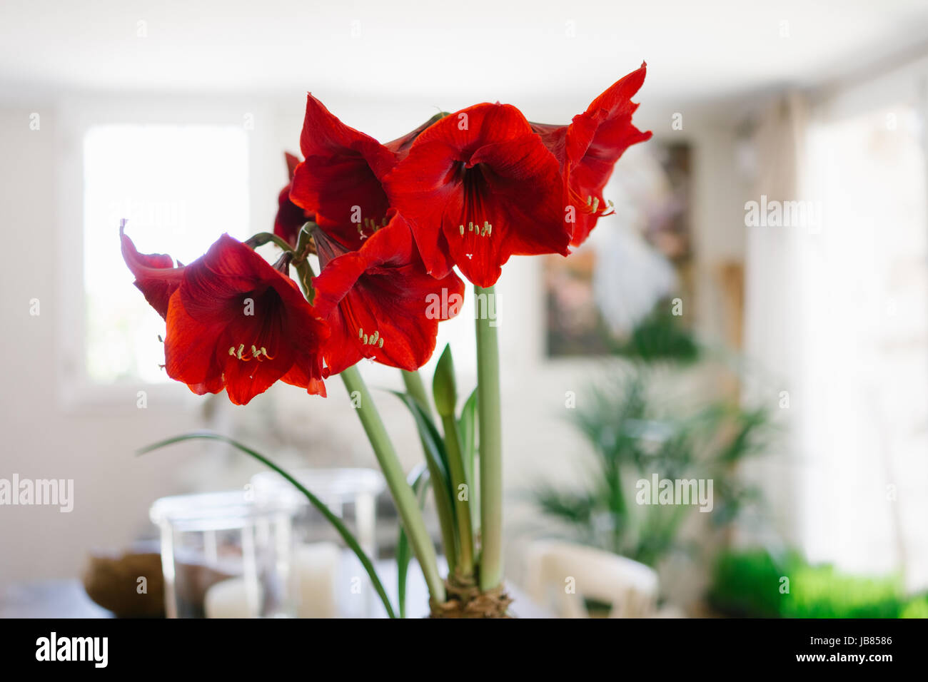 Red Amaryllis in una pentola in interni con un interno decorativo Foto Stock