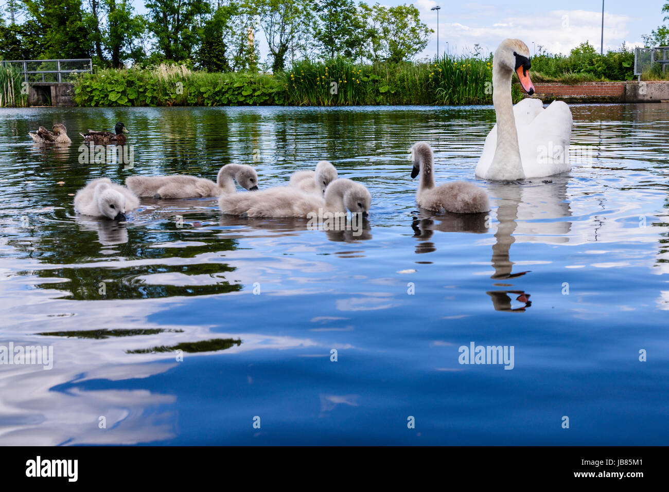 Femmina di cigno con cinque 5 cygnets nuotare in un lago Foto Stock