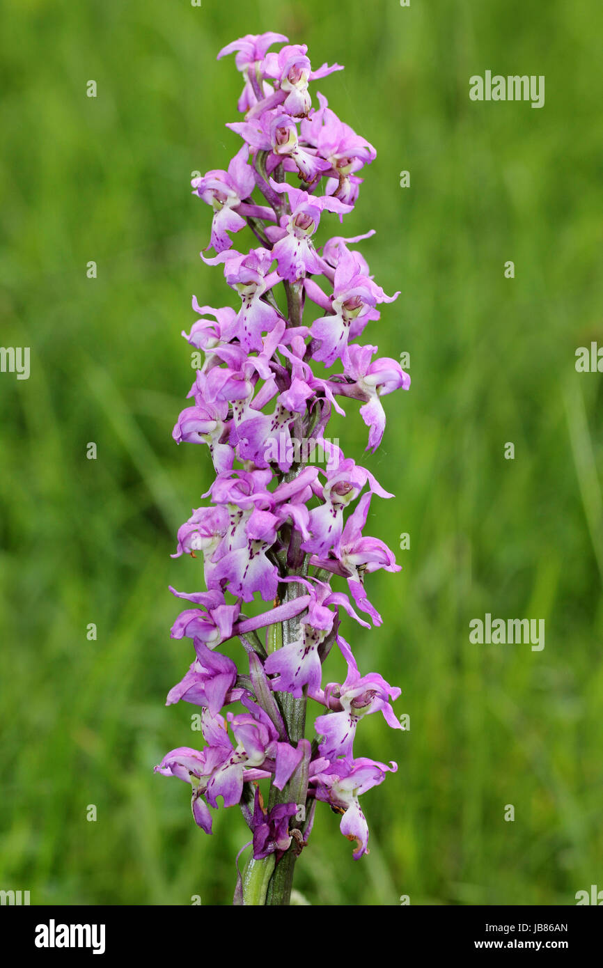 Inizio Purple Orchid Orchis mascula Foto Stock