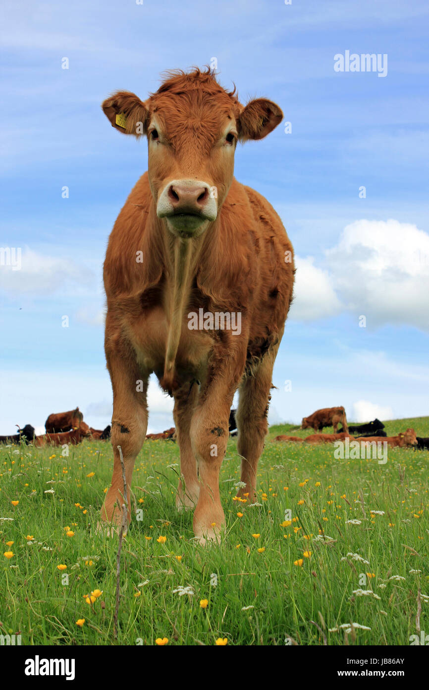 Curioso di vacche Jersey Foto Stock