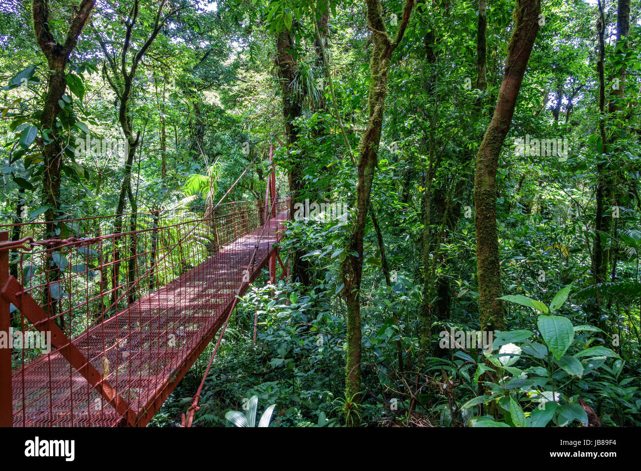 Ampio angolo di visione di Red ponte sospeso nella foresta pluviale di Monteverde Foto Stock