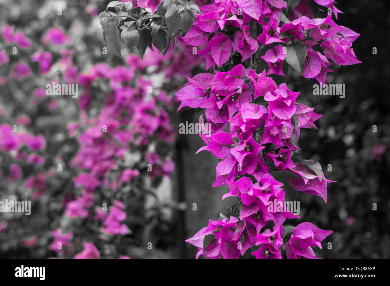 Bellissimi fiori viola con sfondo dissaturata Foto Stock