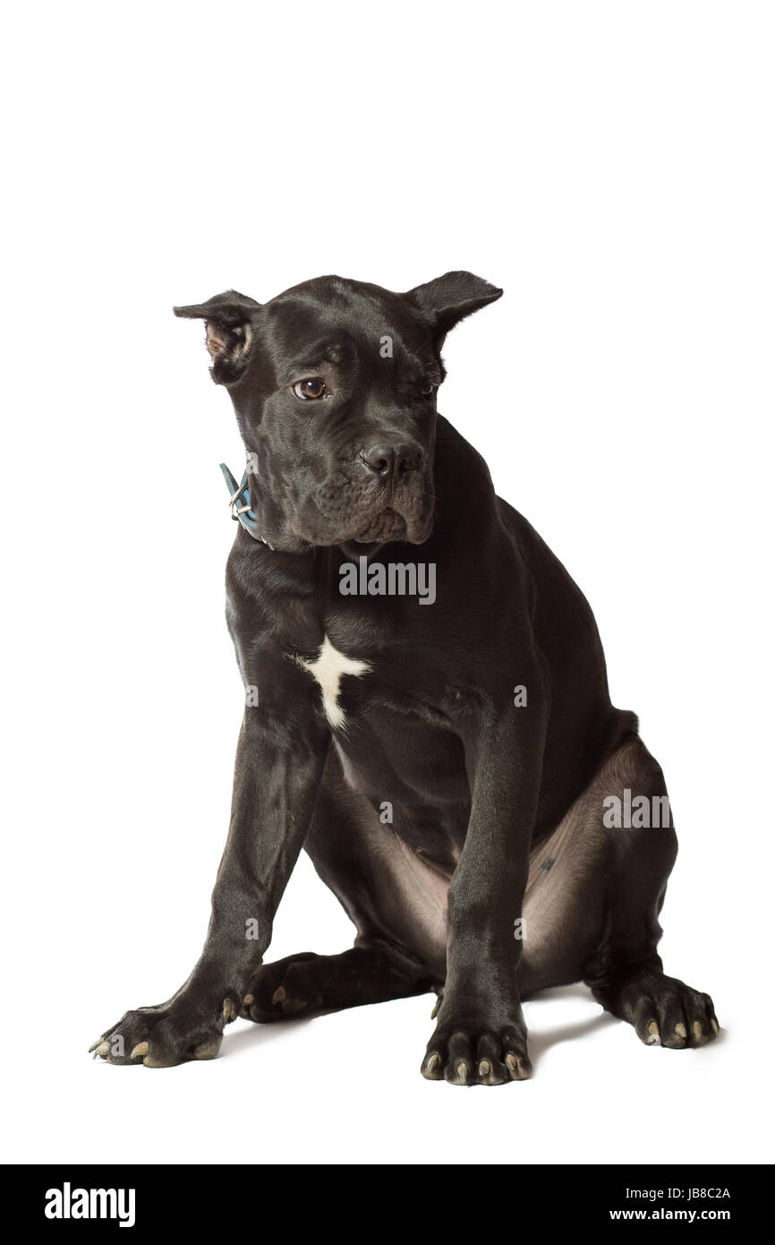 Età del cucciolo di 3 mesi di Cane Corso razza di colore nero, isolato su bianco Foto Stock