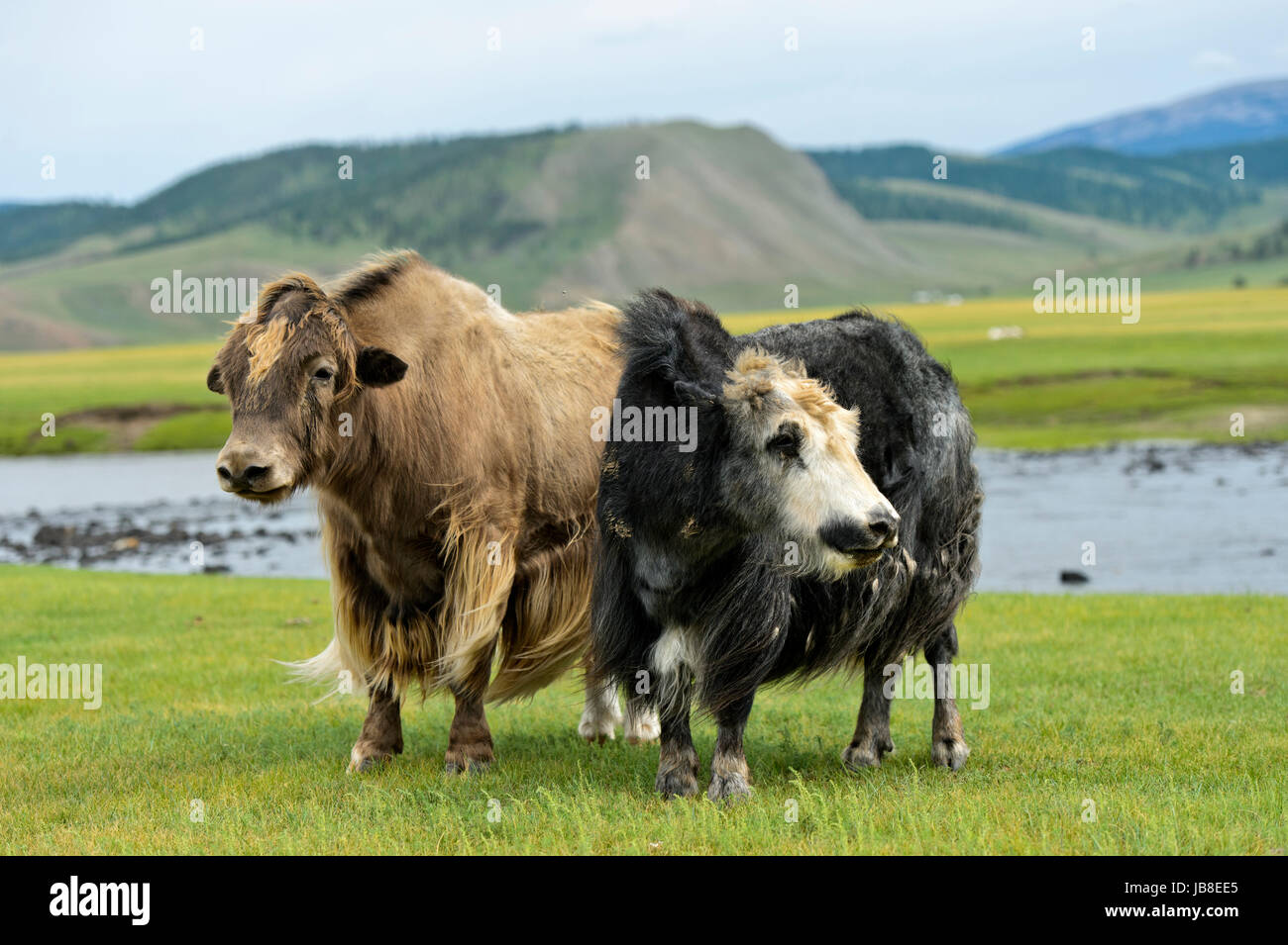 Due Yak (Bos mutus) con lunghi Shaggy capelli, Orkhon Valley, Khangai Nuruu National Park, Oevoerkhangai Aimag, Mongolia Foto Stock