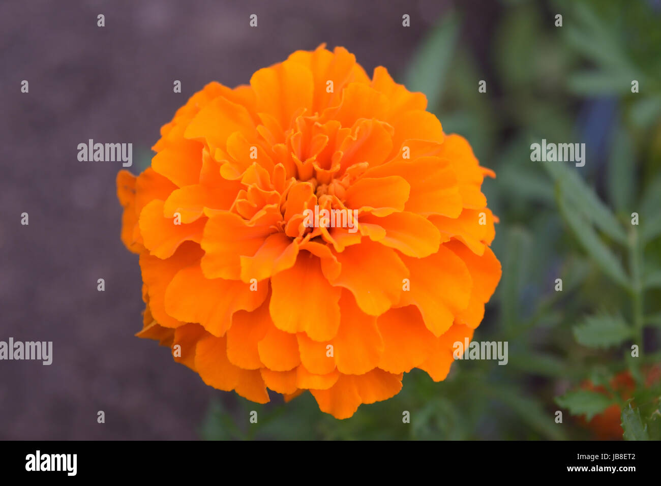 Testa di fiore marigold arancione brillante completamente fiorita. È una pianta aromatica di fioritura di breve durata nella famiglia Daisy con usi medici e di erbe. Foto Stock
