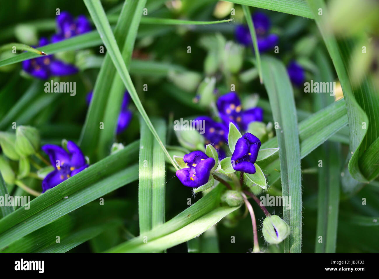 Tradescantia ohiensis, bluejacket o Ohio spiderwort ha tre petali di fiori di spiderwort che sono di solito blu a viola, ma può anche essere rosa, bianco. Foto Stock