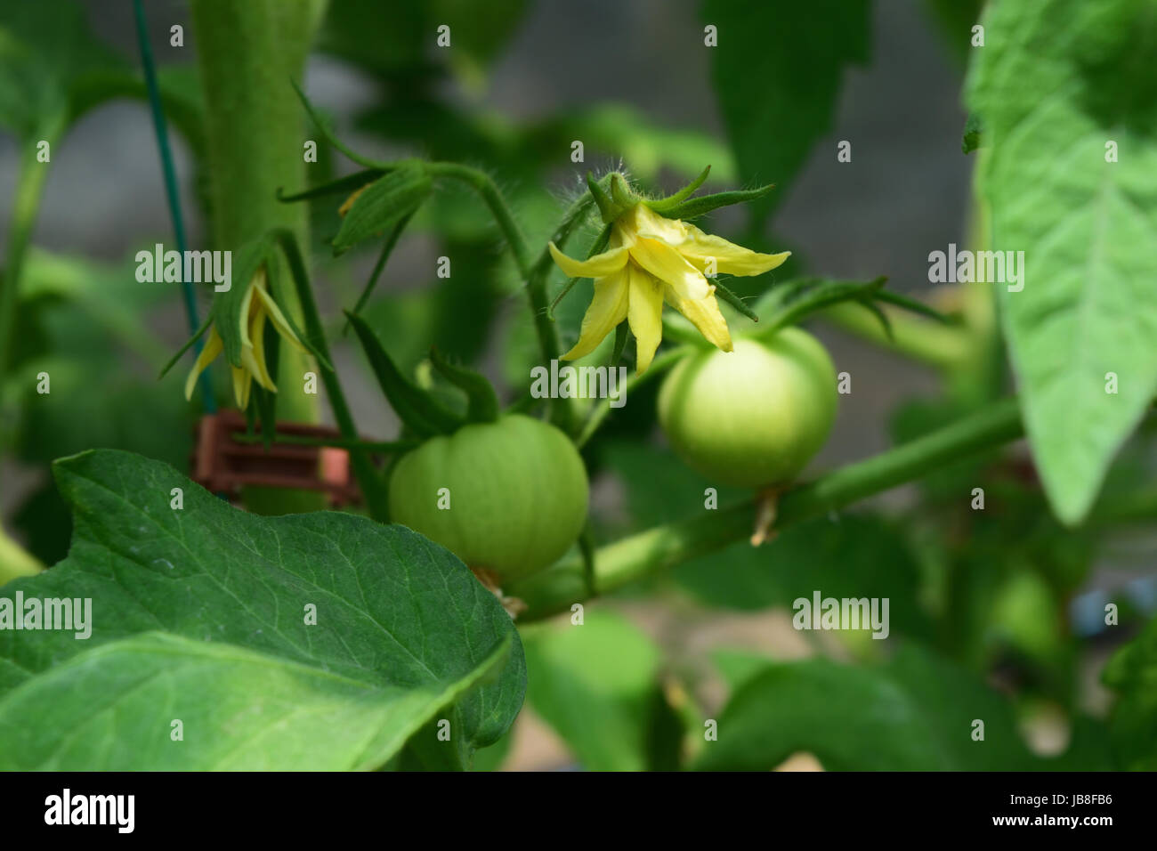 Pomodori verdi immaturi frutti e fiori che crescono in una serra. Primo piano foto della pianta di pomodoro. Foto Stock