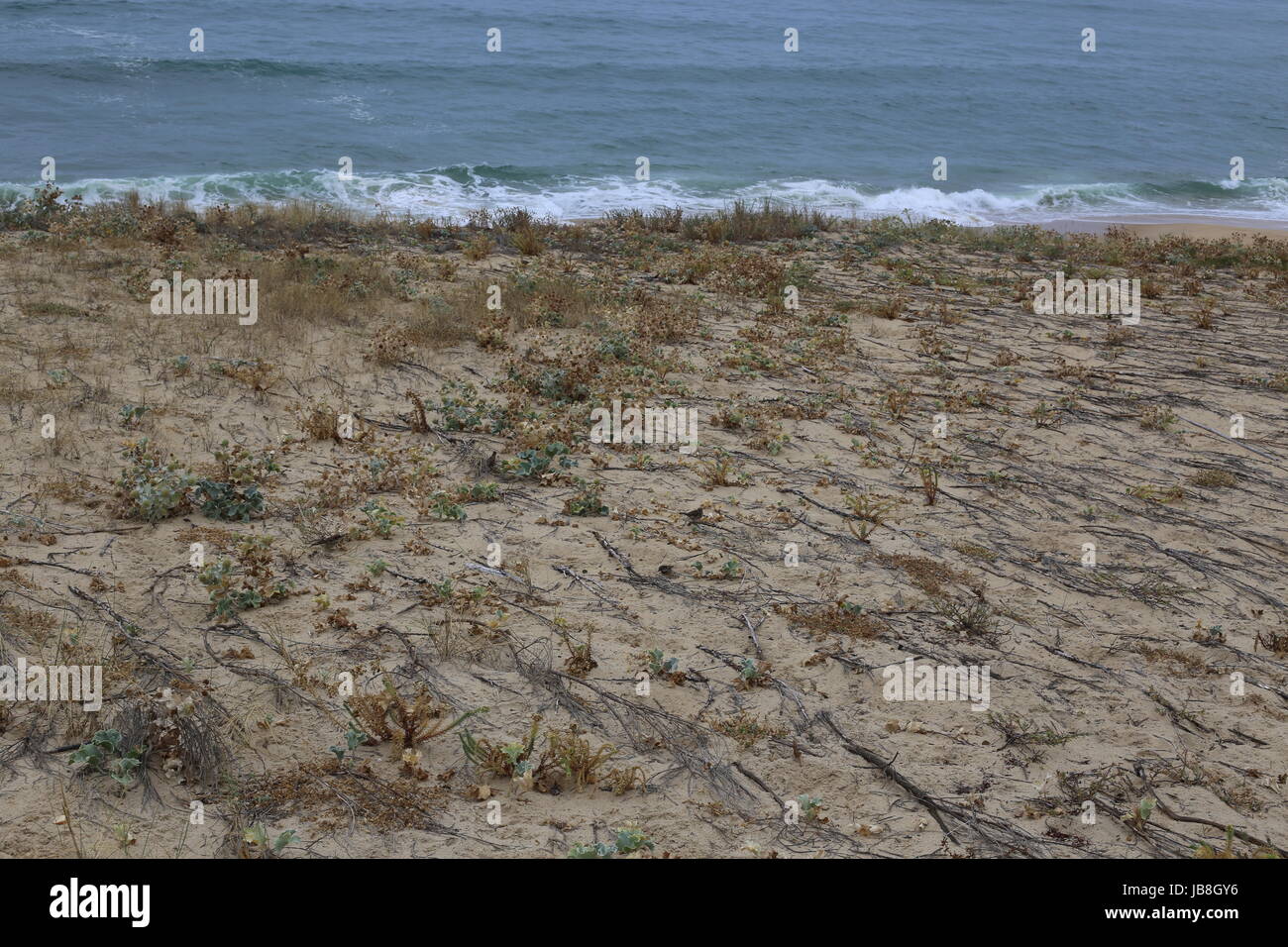 Ventoso e appiattita di erba di mare sulla spiaggia messanges, Francia Foto Stock