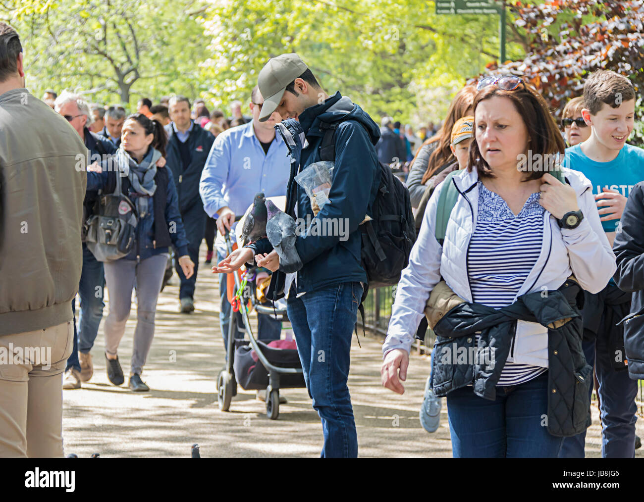 Uomo di alimentazione del piccione in St James Park a Londra Foto Stock