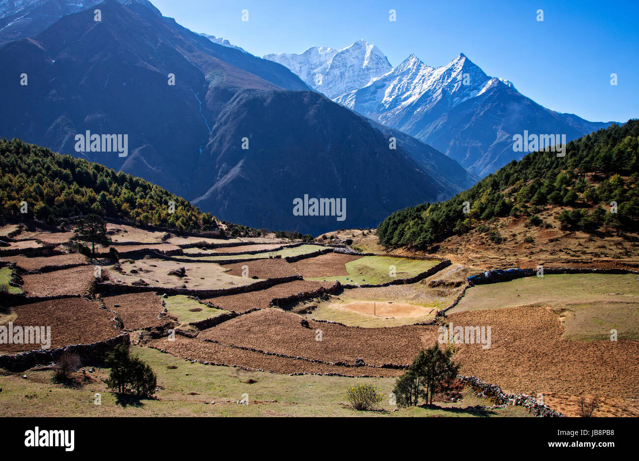A Schiera campi di fattoria vicino a Namche Bazaar all ombra della Thamserku (6608 metri) nel Parco Nazionale di Sagarmatha, Nepal. Foto Stock