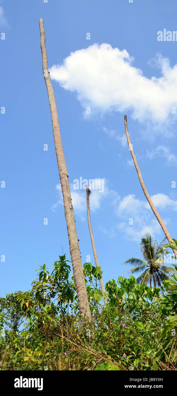 Palm morendo da parassiti Foto Stock