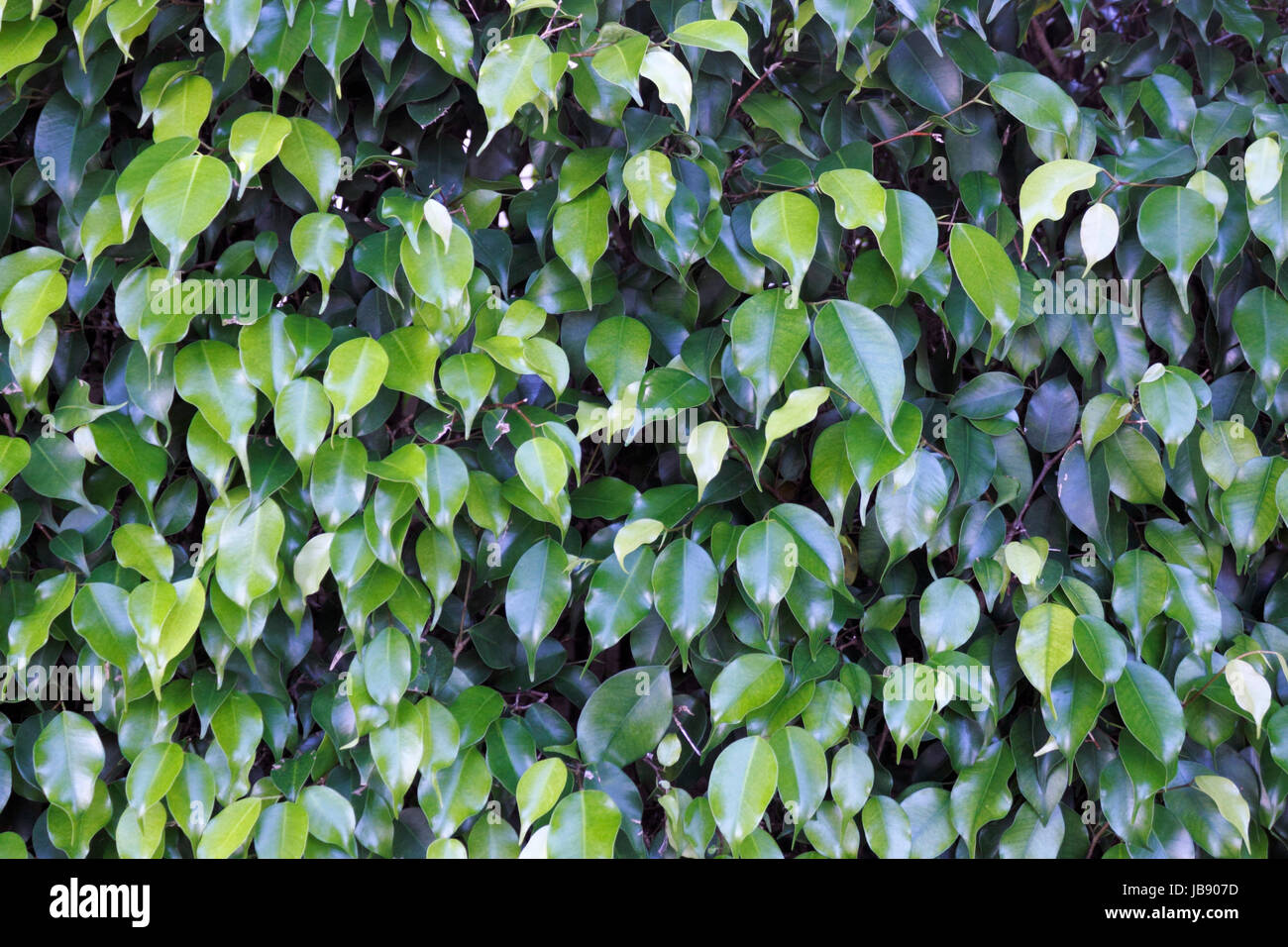 Scuro e verde medio oblungo di foglie di un arbusto sempreverde arbusto di ficus visto da vicino in una giornata di sole al di fuori della Florida. Foto Stock