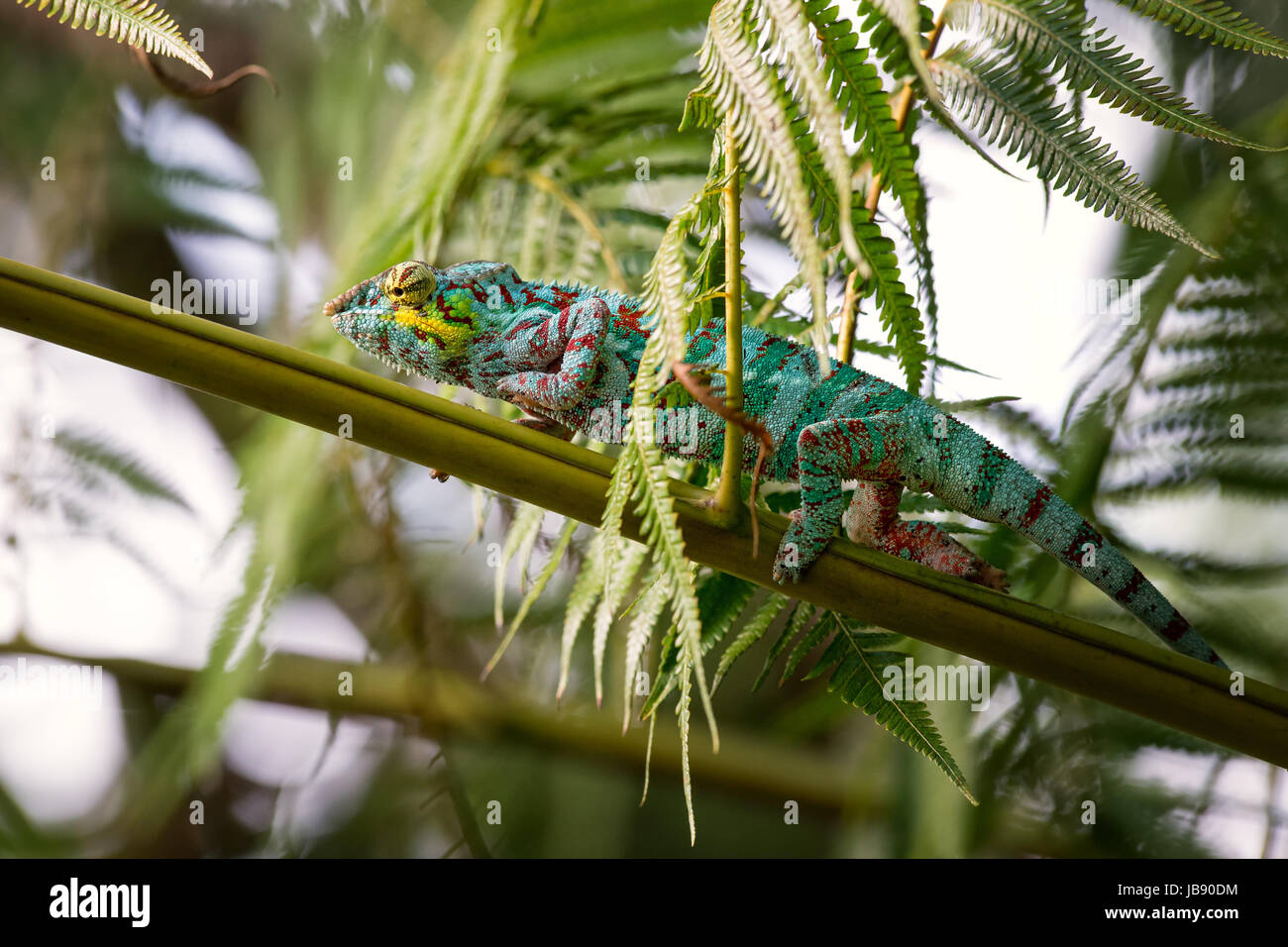 Panther camaleonte nella foresta Masoala Foto Stock