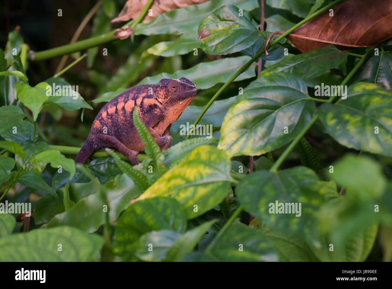 Panther camaleonte nella foresta Masoala Foto Stock