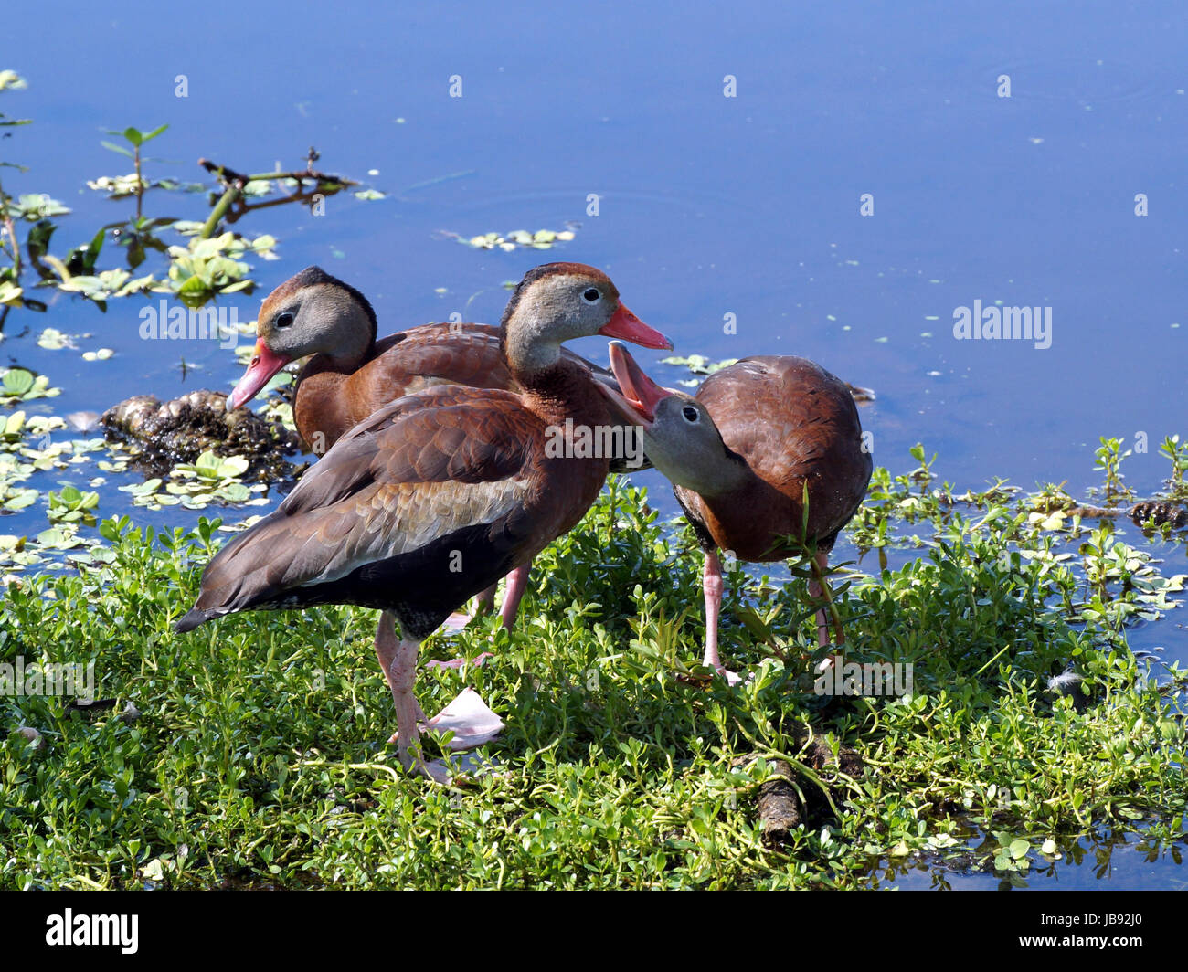 Gruppo di sibilo Black-Bellied Anatre in Florida wetland Foto Stock