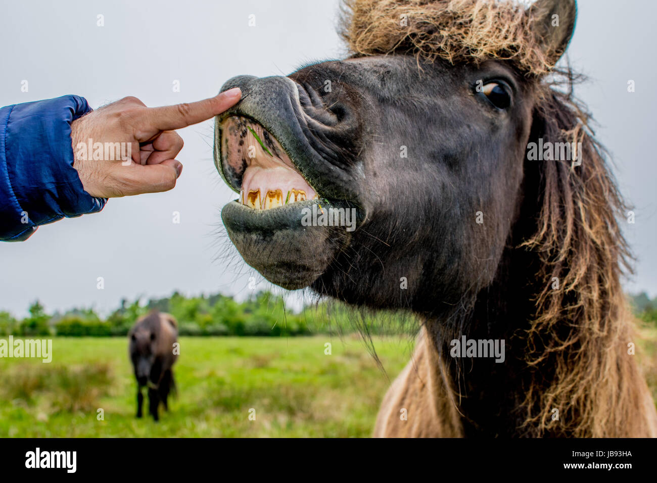 Un divertente faccia di un cavallo marrone expression Foto Stock
