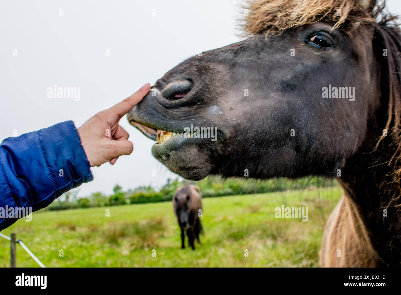 Un divertente faccia di un cavallo marrone expression Foto Stock