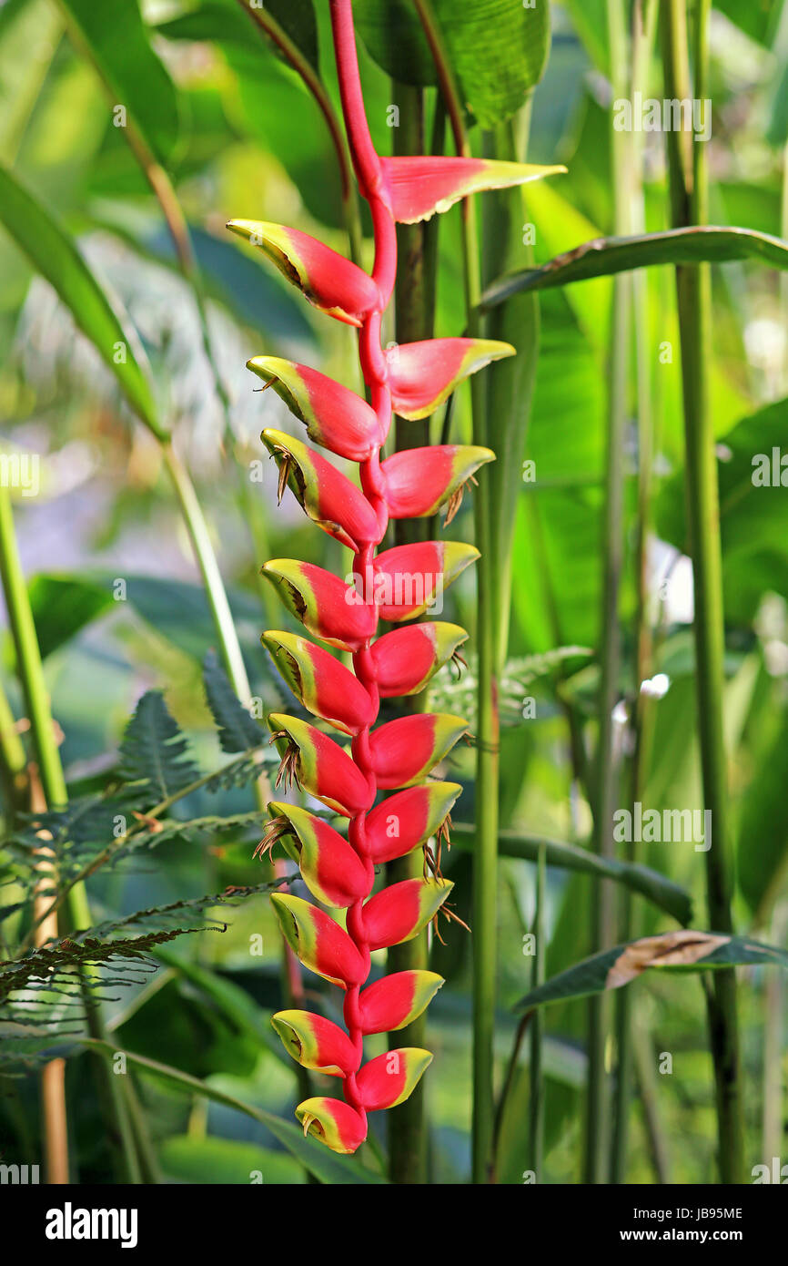 Pappagallo tropicale Fiore heliconia velutina Foto Stock