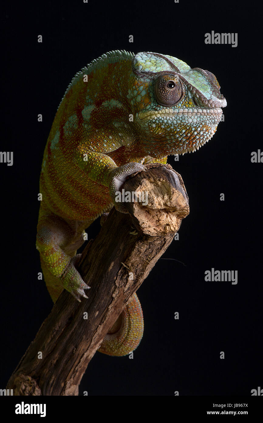 Una testa su close up ritratto di una pantera chameleon bilanciamento sulla cima di un ramo contro uno sfondo nero Foto Stock