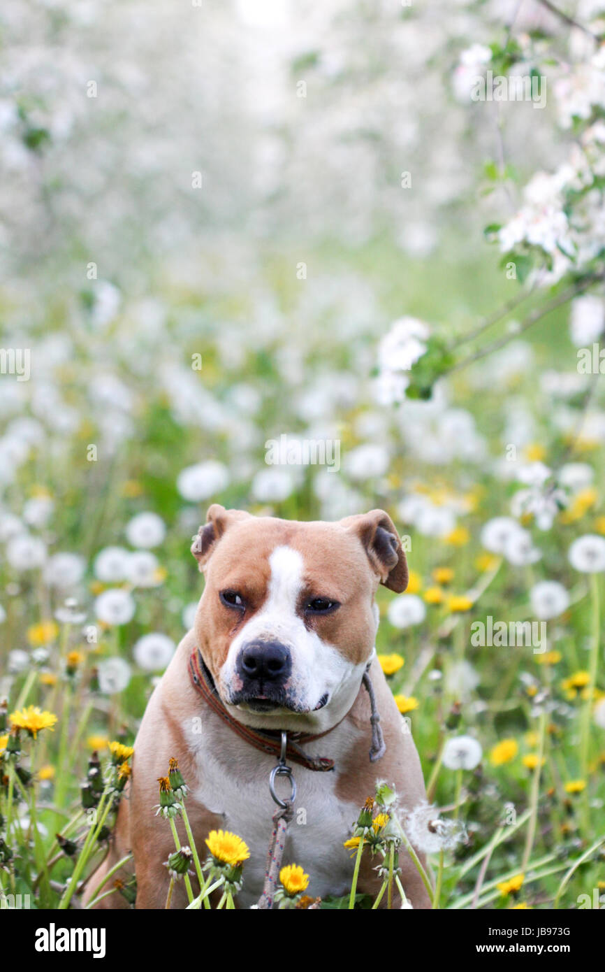 Amstaff femmina cane in posa nella natura,immagine di un Foto stock - Alamy