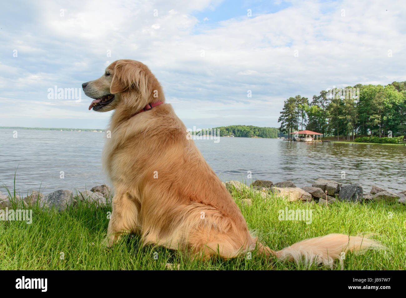 Stati Uniti d'America, Golden Retriever seduta dal lago Foto Stock