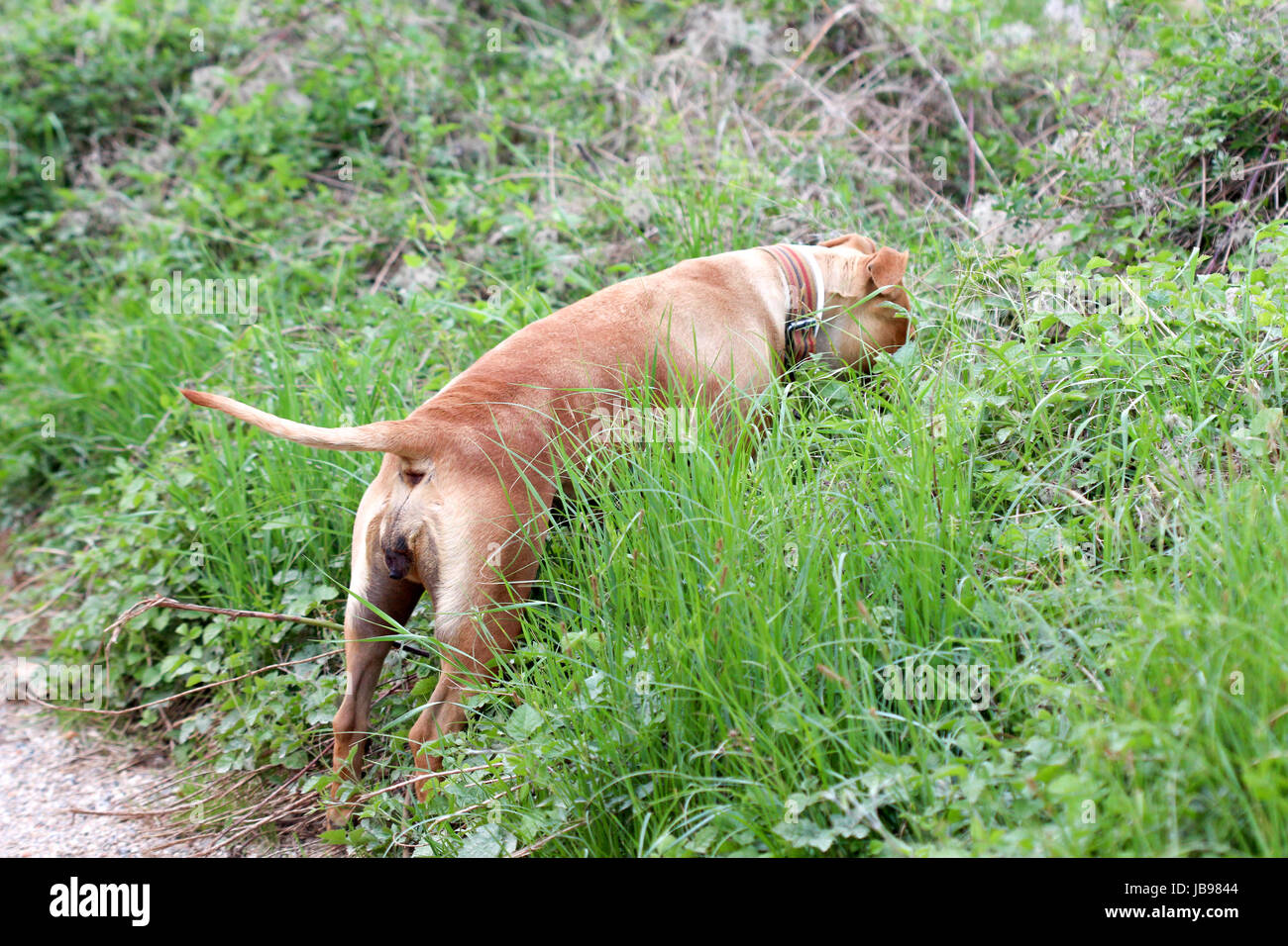 Staffie cane femmina in natura Foto Stock