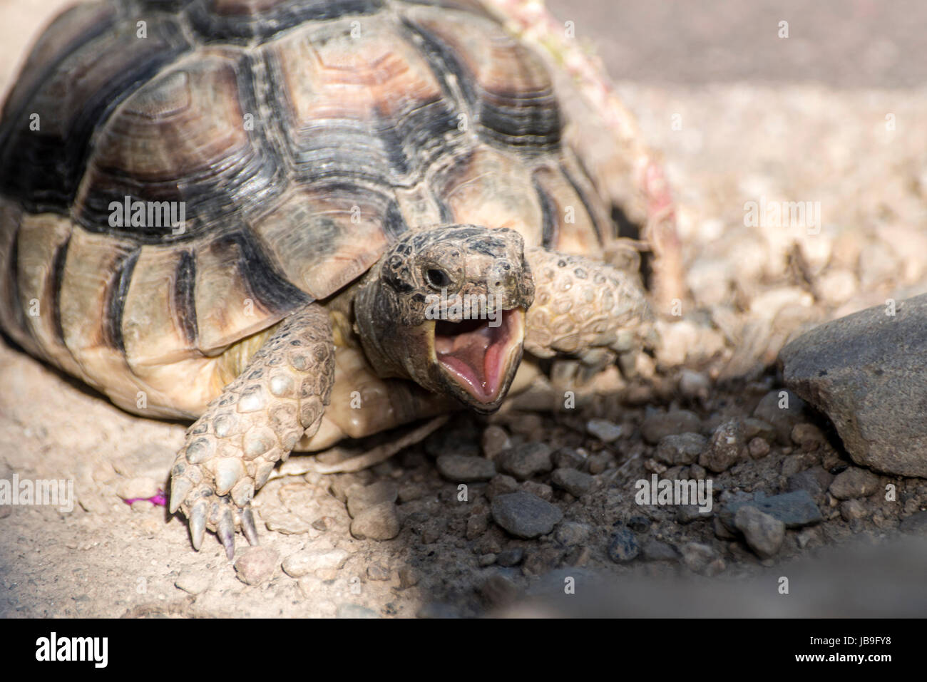 Turtle Testudo marginata landturtle europea closeup wildlife con bocca aperta Foto Stock