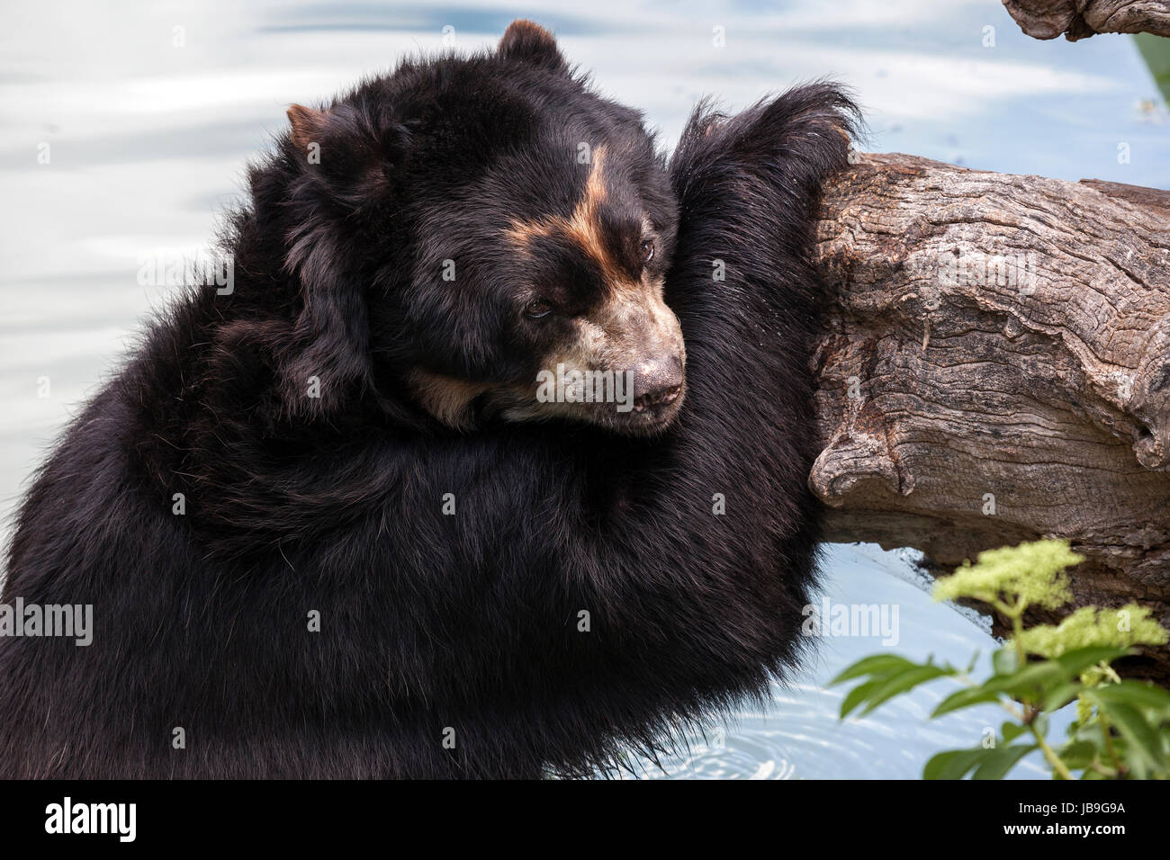 Spectacled bear (Tremarctos ornatus), in piedi in acqua, appoggiata contro il tronco di albero, captive, Baden-Württemberg, Germania Foto Stock
