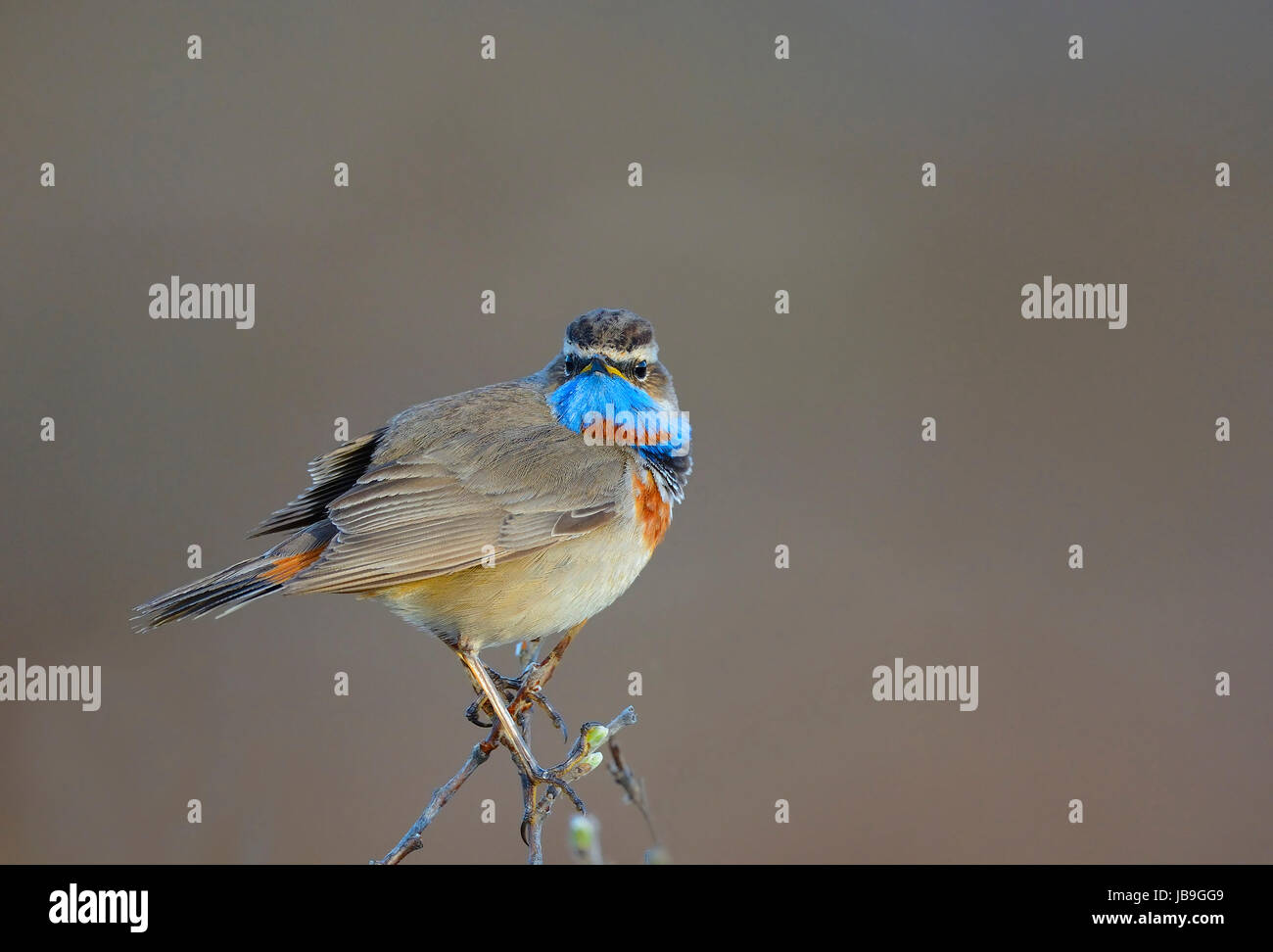 Red-spotted pettazzurro (Luscinia svecica svecica), maschio, Norvegia Foto Stock