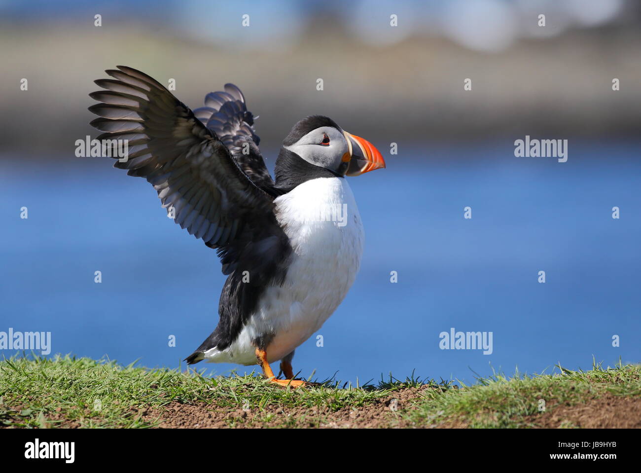 Puffin adulto Foto Stock