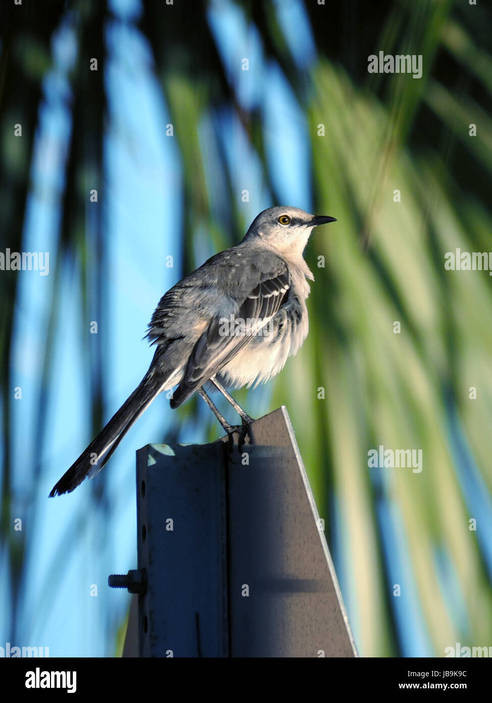 Gonfia a Northern Mockingbird appollaiato su un segno di traffico. Foto Stock