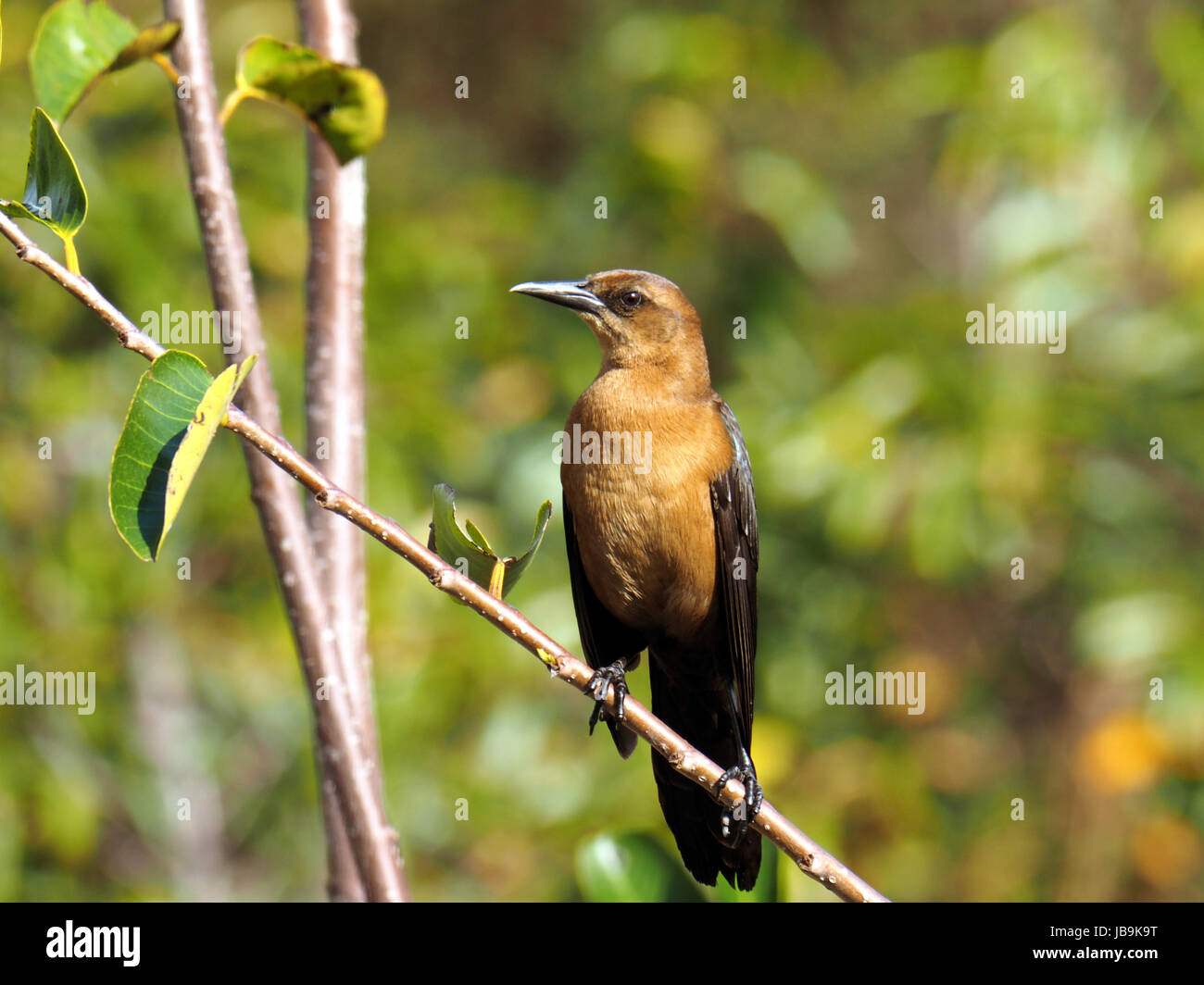 Femmina Grackle Boat-Tailed appollaiato su un ramo. Foto Stock