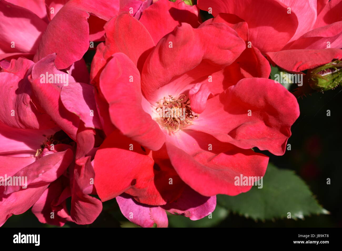 Cluster di rose con foglie verdi intorno a loro. Foto Stock