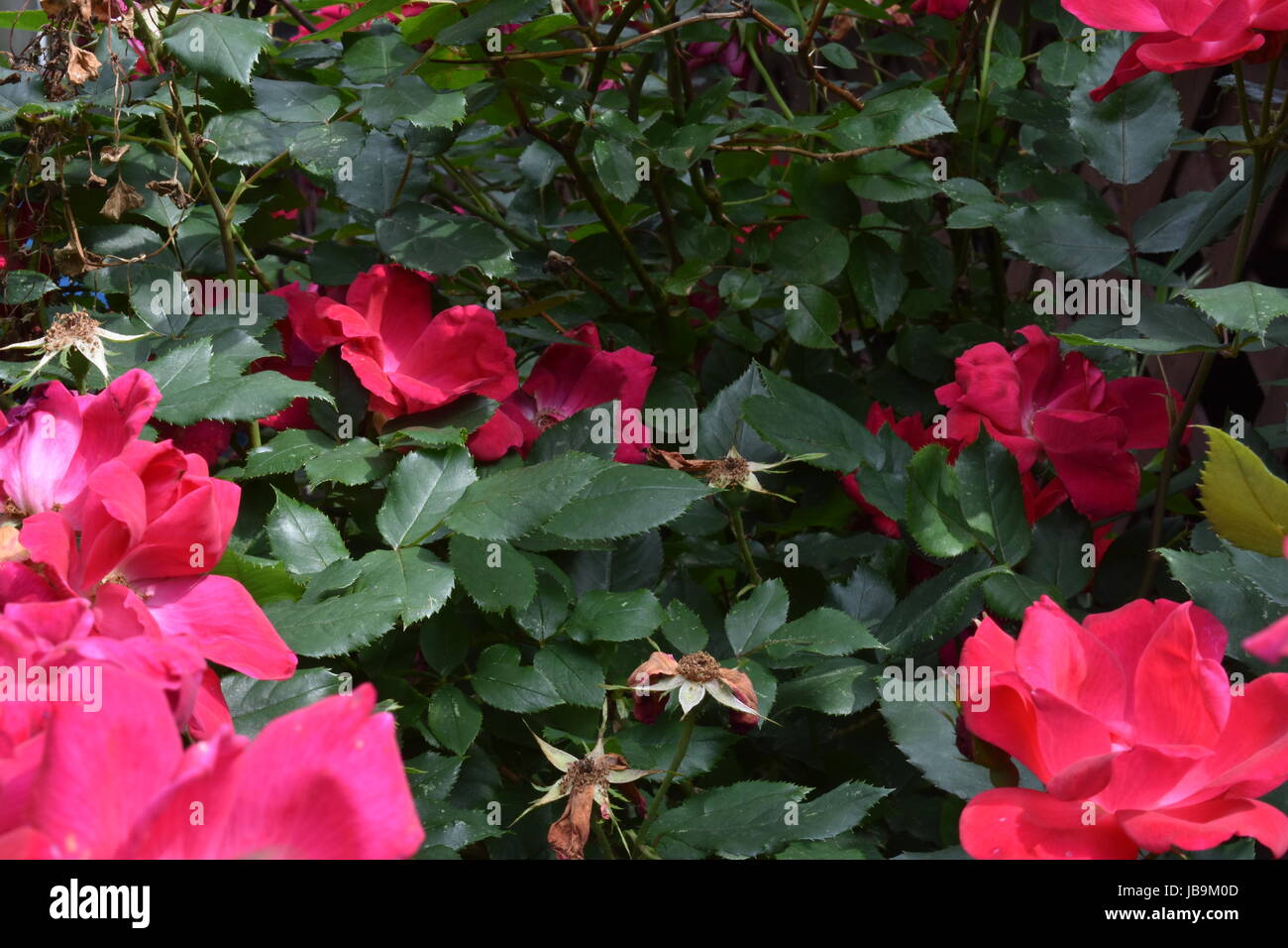 Cluster di rose con foglie verdi intorno a loro. Foto Stock