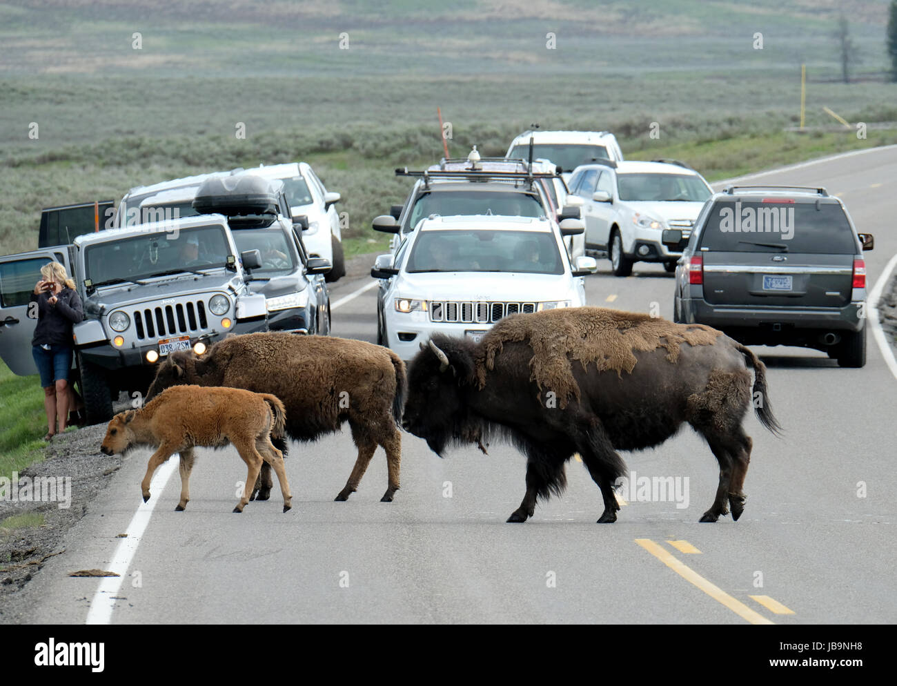 North American Bison causare un inceppamento di traffico come si attraversa la strada principale che attraversa la valle di Hayden, il Parco Nazionale di Yellowstone, Wyoming negli Stati Uniti. Foto Stock