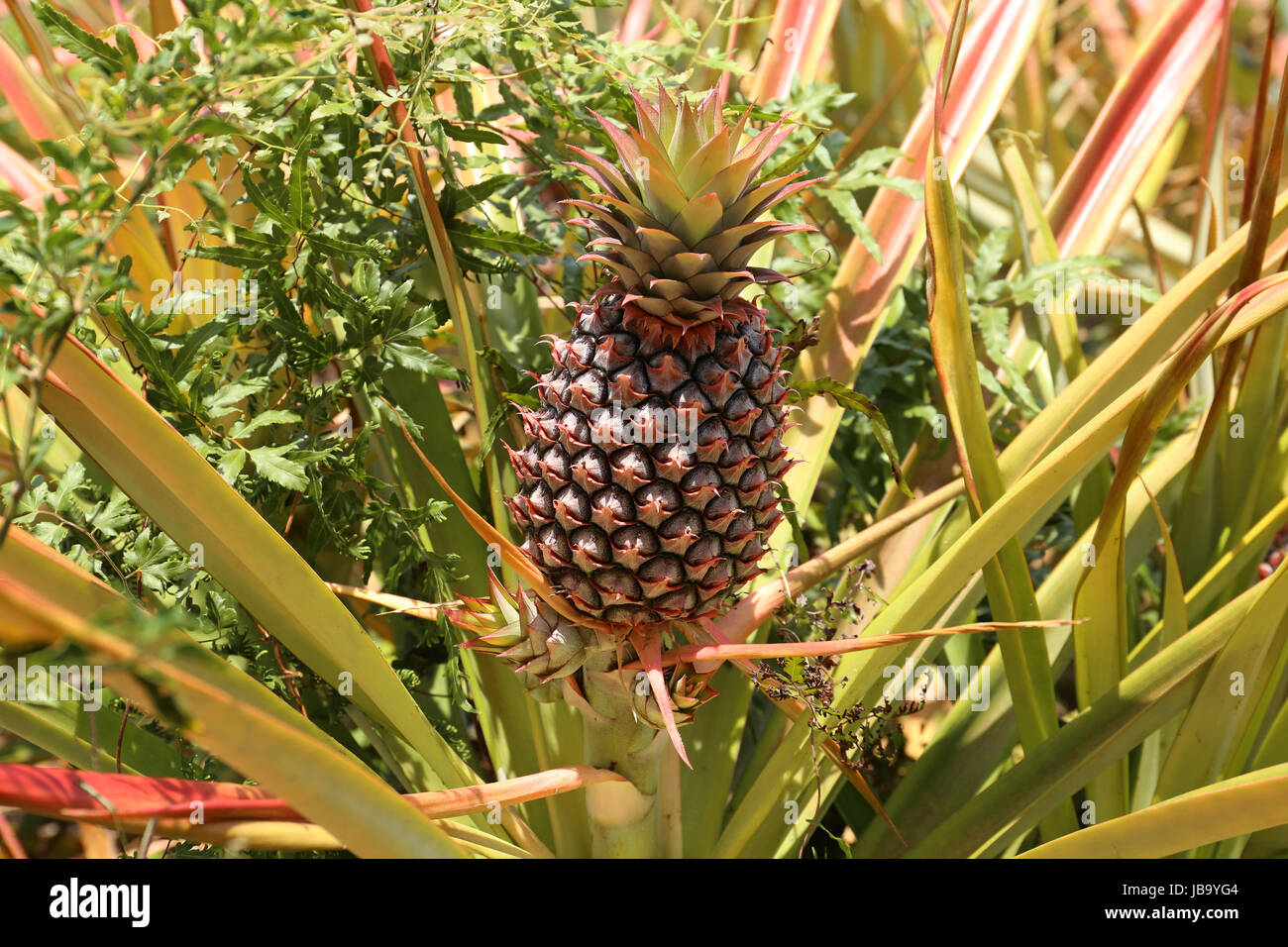 Ananas su un campo in Messico Foto Stock