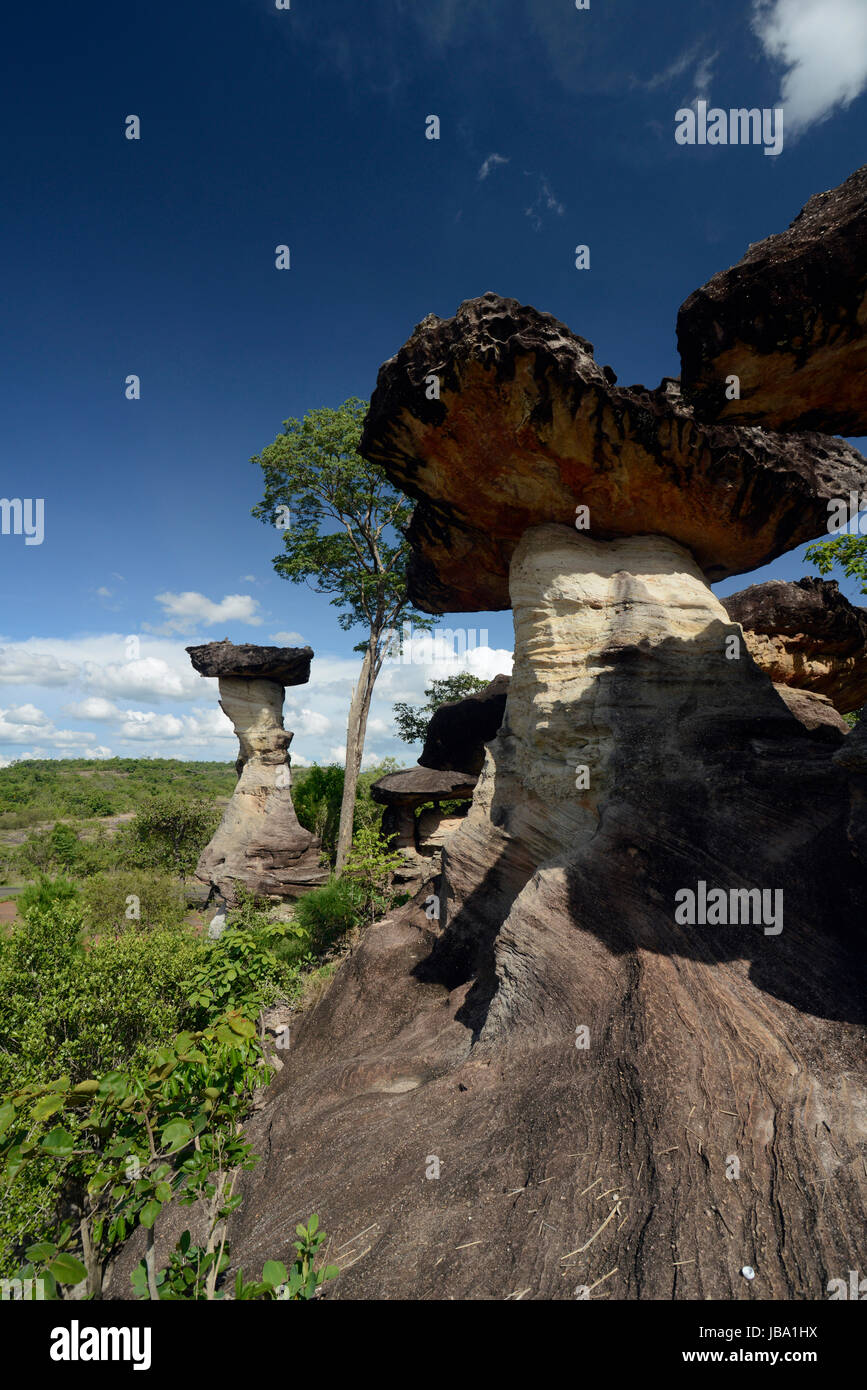 Die Landschaft und Pilzfoermigen Steinformationen im Pha Taem Nationalpark in der Umgebung von Ubon Ratchathani im nordosten von tailandia in Suedostasien. Foto Stock