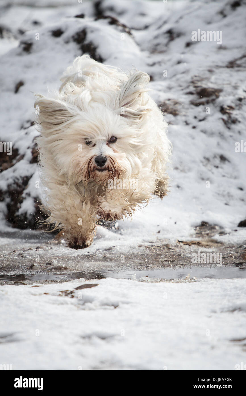 Hund springt einen Hang herunter und bereitet sich auf die Landung vor, im Schnee aufgenommen. Foto Stock