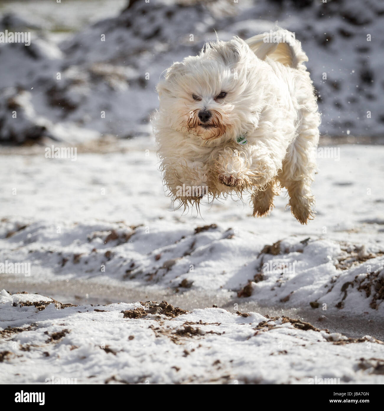 Ein Rassehund springt über ein kleines Rinnsal, auch Hund möchten im Schnee keine nassen Pfoten bekommen. Foto Stock