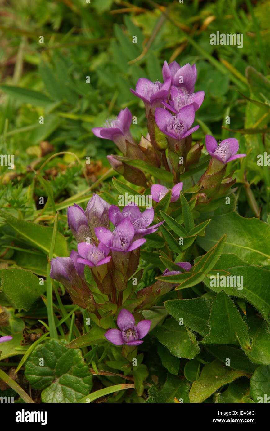 Feldenzian - Chiltern genziana 04 Foto Stock